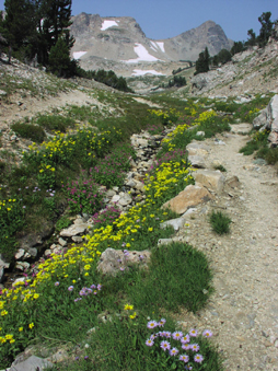 paintbrush canyon trail nps photo: trail up a canyon