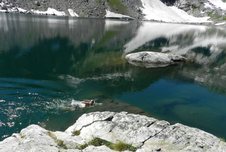 photo by Peter Ye Ethan Wilkie swimming in Lake Solitude: man swimming in a mountain lake
