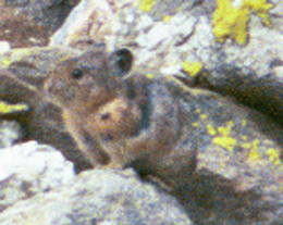 pika and baby by Wendy Sato: 