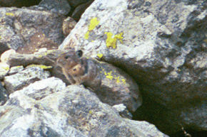 less grainy pika by Wendy Sato: 