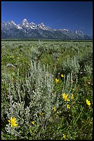 arrowleaf balsamroot tetons terragalleria: 