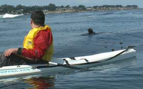 sea otter and Alexander: 