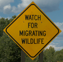 sign watch for migrating wildlife: 