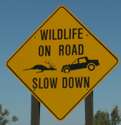 sign wildlife on road slow down: 