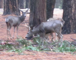 snow camp 2015 deer in campsite: deer in a Yosemite Valley campsite