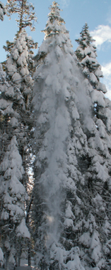 snow falling from tree: 