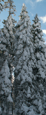 snow ready to fall from trees: 