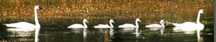 NPS photo swan family: 