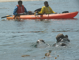 telephoto mom and baby otter w kayakers: 