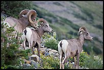 terragalleria three bighorn sheep: 