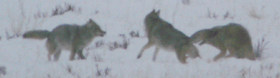 three coyotes Lamar Valley early 2007 Mark Ellwein: 