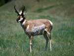 pronghorn: 