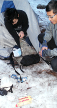 torn up pack contents: camper looks through pack that a raccoon took out of his tent in the middle of the night, in the foreground we see the empty chocolate bar wrapper