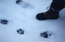 boot next to mountain lion tracks in snow: 