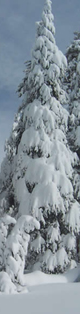 trees with heavy snow: 