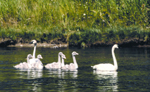 trumpeter swans NPS photo: 