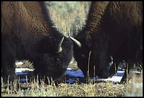 two bison QTL: 