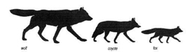 wolf, coyote, fox size comparison NPS drawing: 
