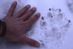 wolf track in snow photo by Barry O'Neill: 