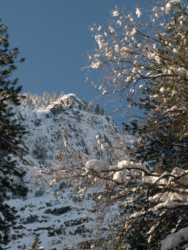 yosemite snow laden trees and touch of morning light on cliffs: 