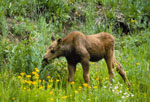 young moose NPS photo: 