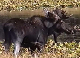 120 pxl moose at pond: 
