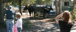 2005 two moose in parking lot.: mom and calf moose in parking lot