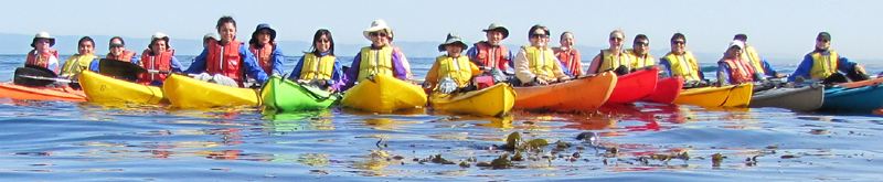 2010 seal swimming by a row of kayakers: seal swimming by a row of kayakers