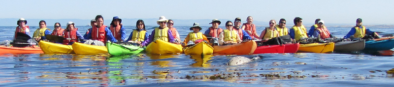 2010 seal swimming near line of kayakers: a line of kayakers in Monterey bay with a seal nearby at the surface just starting to dive below