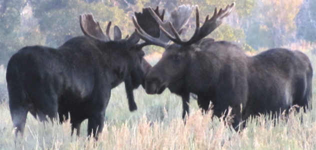 2 bull moose near dornan's 2011: two bull moose in sage flats close to each other, looking at each other