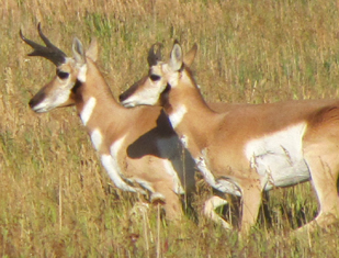 pronghornrunning2010: two pronghorn running side by side