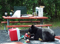 black bear eating from ice chest NPS photo: national park service photo of a black bear eating from an ice chest, with a picnic table and gear in the background