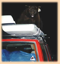 bear in storage pod on Jeep roof: 
