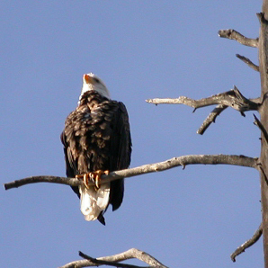 Bald Eagle Sept 2004: 