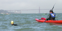 Brian Harness paddling with a last swimmer: 