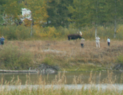 Bull moose and people too close as seen from across Oxbow Bend: 