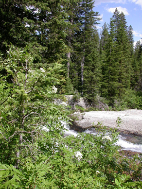 Mountain Ash along Cascade Creek: 