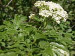 Cascade Mountain Ash: 