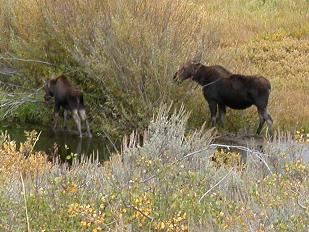 Christian Pond mom and calf moose: 