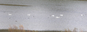 Christian Pond swans and ducks distance: 