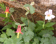 Columbine and Monkeyflower: 