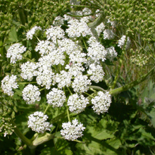 Cow Parsnip: 