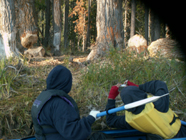 Debbie Adams and Tiffany Tseng observe trees cut by beaver at Oxbow Bend Grand Teton natl Park: 