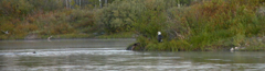 Eagle on shore long distance: 