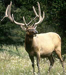 nps elk bugling: photo of an elk with it's mouth open, looking as though it is bugling