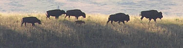 NPS photo bison on ridge: 
