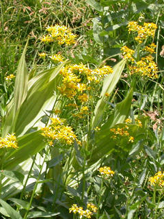 Groundsel: 