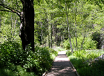 Happy Isles fen boardwalk: 