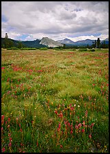 Indian Paint Brush and Lambert Dome Tuolumne Meadows by Quang-Tuan Luong: 