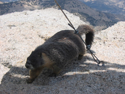 Marmot by Manny Respicio: 